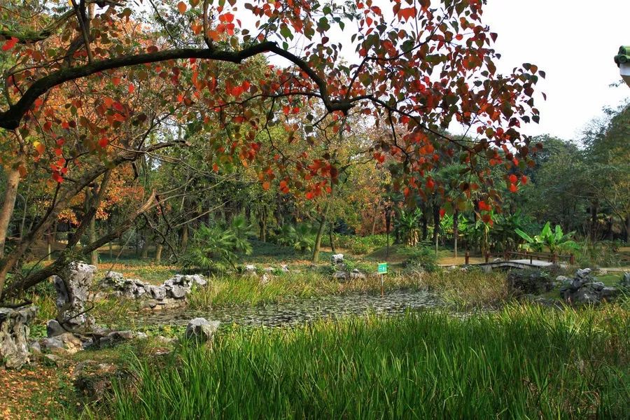 杭州赏桂花好去处,杭州赏桂花最好的地方