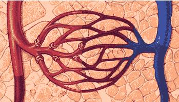 少年科学粉每日一题｜可能引起“休克”的微循环障碍是怎么回事？