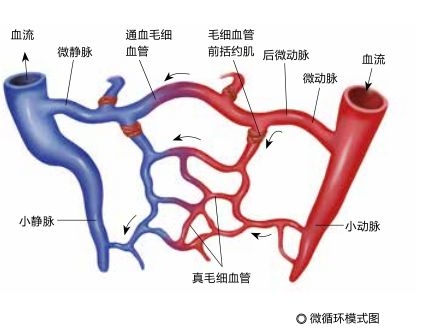 少年科学粉每日一题|可能引起“休克”的微循环障碍是怎么回事?