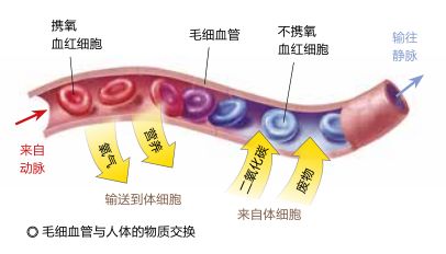 少年科学粉每日一题|可能引起“休克”的微循环障碍是怎么回事?