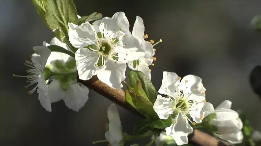 魅力中国城崇左vs大足视频,魅力中国城让你知道