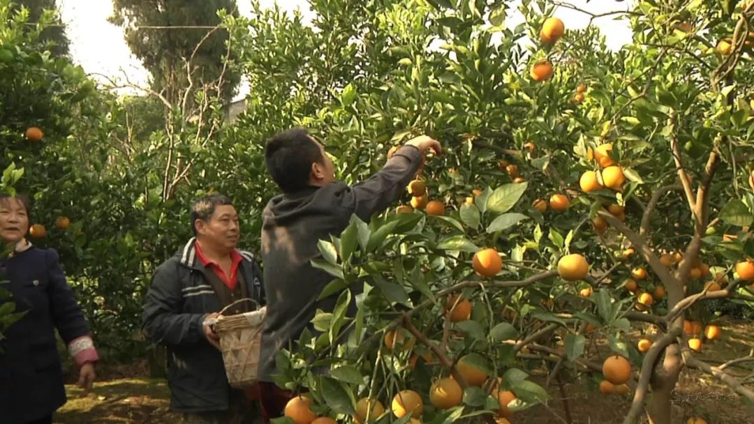 魅力中国城崇左vs大足视频,魅力中国城让你知道