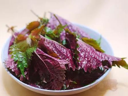 实用药品贴,天然消炎药食物有哪些