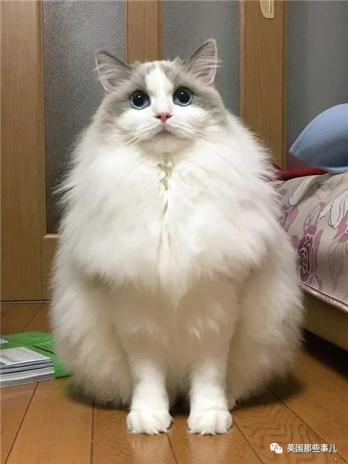 2018年在日推上“青史留名”的喵星人，引起舒适！