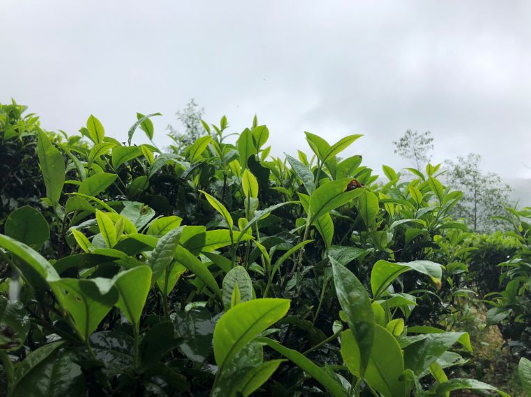 云南德宏最美茶园,芒市田园风景