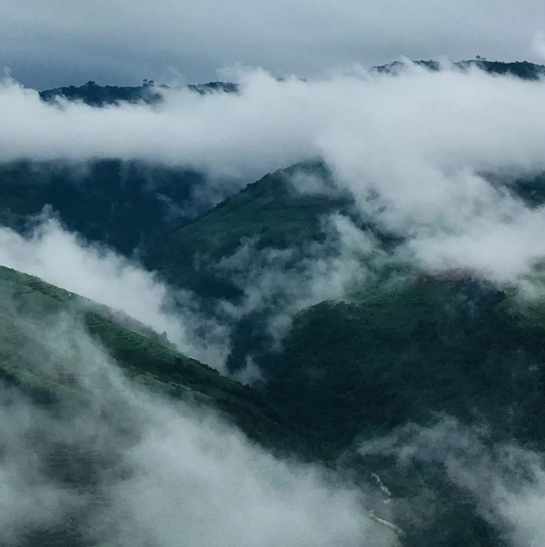 云南德宏最美茶园,芒市田园风景