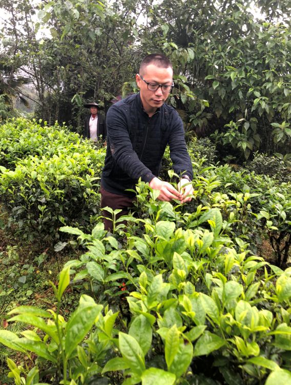 云南德宏最美茶园,芒市田园风景