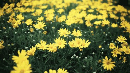 店员经典培训教材：痔疮的联合用药