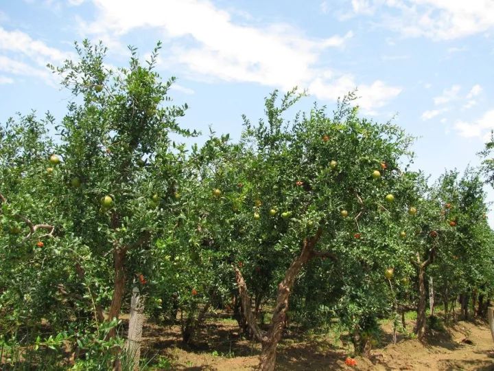 软籽石榴拼团,拼多多石榴拼团