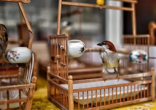 扬州吃早茶在哪个地方最好,吃早茶可以去茶餐厅么