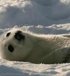 被这肉球萌得生无可恋，只想揉搓它