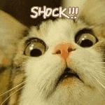 如何申领驾驶证行驶证电子凭证,驾驶证行驶证可以提供电子版吗