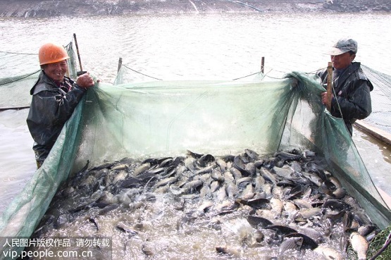 被鱼刺卡到最有效的方法是什么,吃鱼刺卡喉咙不拿出有危险吗