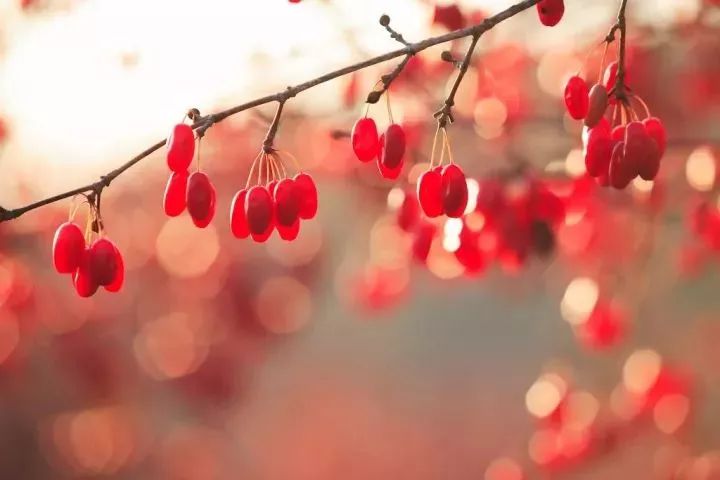 重阳节除了登高敬老还有什么习俗,重阳节适合哪里登高