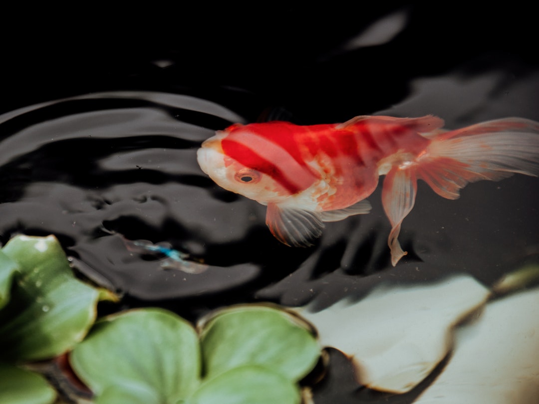 锦鲤跟风,锦鲤为什么越来越红了