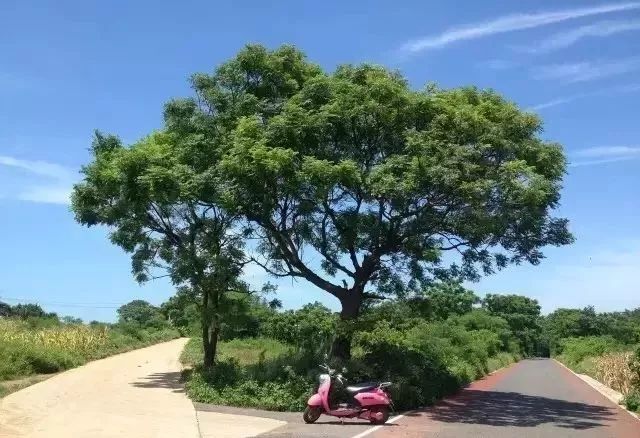 活动｜双11除了买买买，还要去涠洲岛赶赴一场如约的民俗盛会哦！