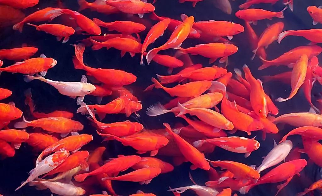 曝光！至少50多万人上当，火爆朋友圈的“锦鲤吸粉*局骗**”……