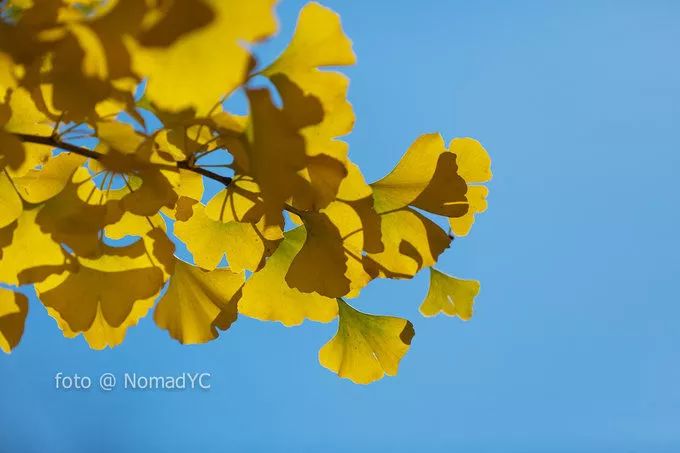 深秋赏银杏图片,金秋银杏观赏