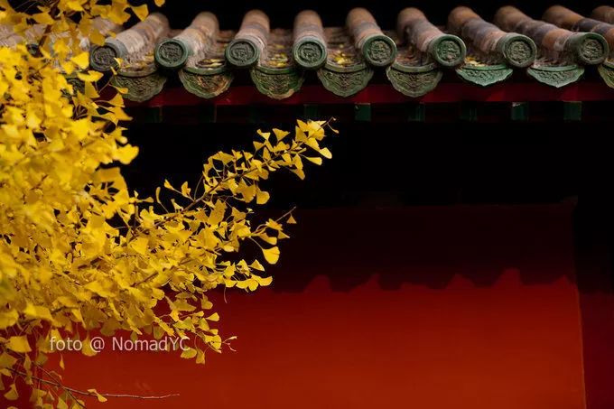 深秋赏银杏图片,金秋银杏观赏