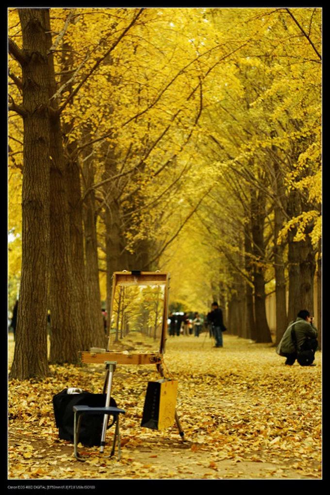 深秋赏银杏图片,金秋银杏观赏