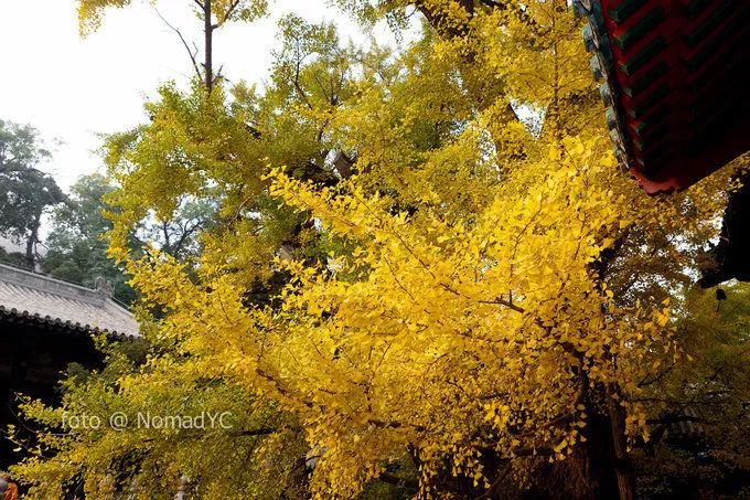 深秋赏银杏图片,金秋银杏观赏