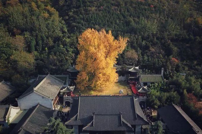 深秋赏银杏图片,金秋银杏观赏