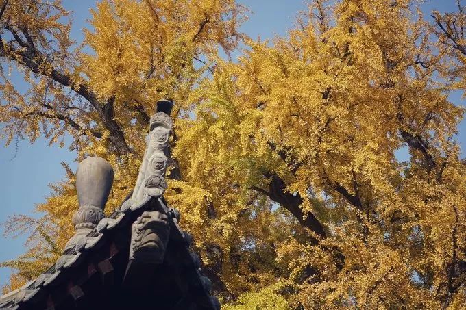 深秋赏银杏图片,金秋银杏观赏