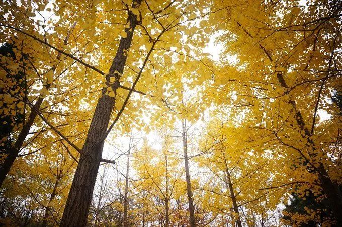深秋赏银杏图片,金秋银杏观赏