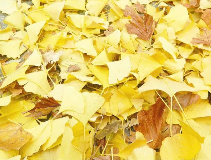 深秋赏银杏图片,金秋银杏观赏