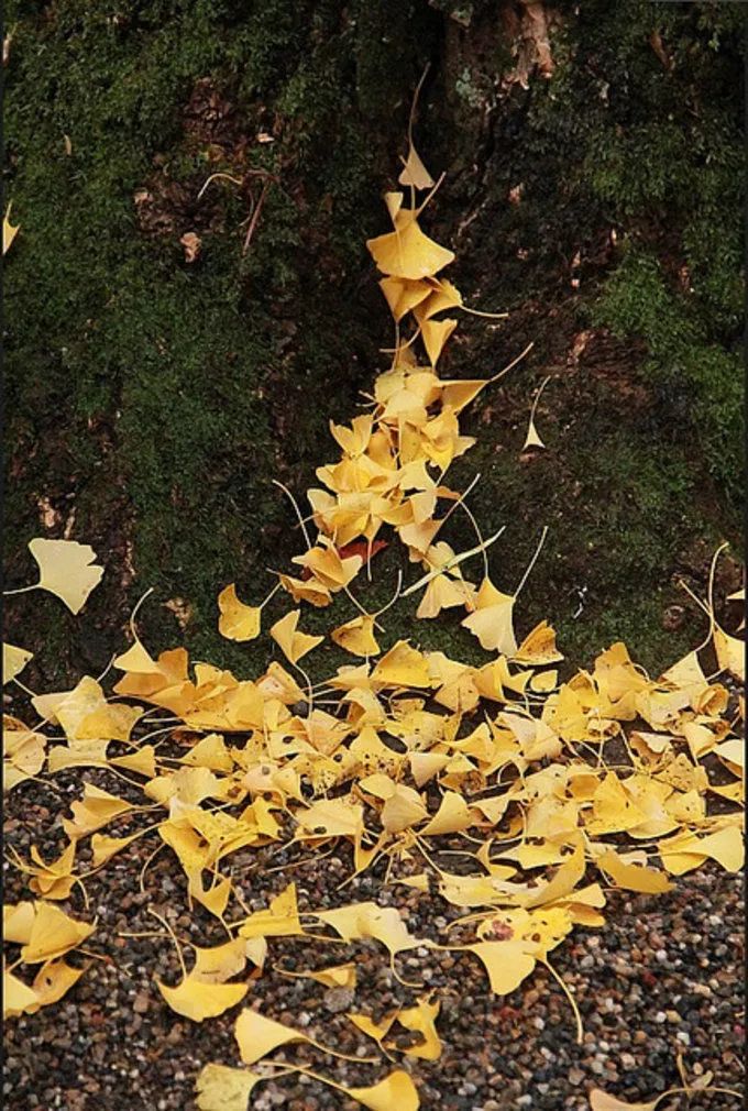 深秋赏银杏图片,金秋银杏观赏