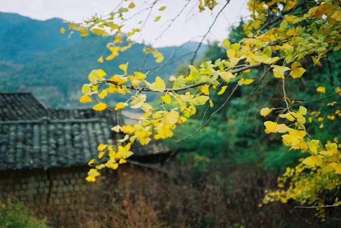 深秋赏银杏图片,金秋银杏观赏