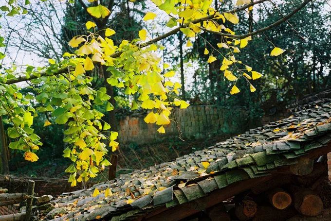 深秋赏银杏图片,金秋银杏观赏