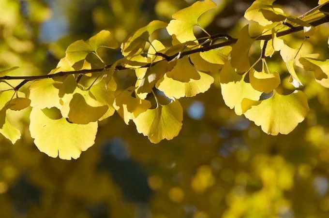 深秋赏银杏图片,金秋银杏观赏