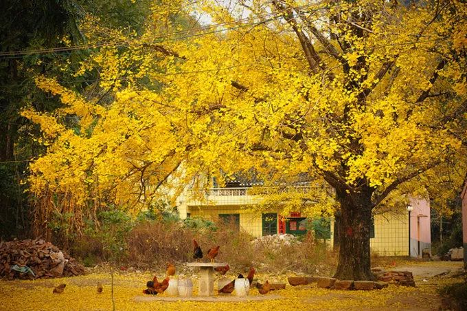 深秋赏银杏图片,金秋银杏观赏