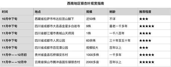 深秋赏银杏图片,金秋银杏观赏