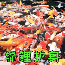 抓住一条锦鲤,抓到一条锦鲤