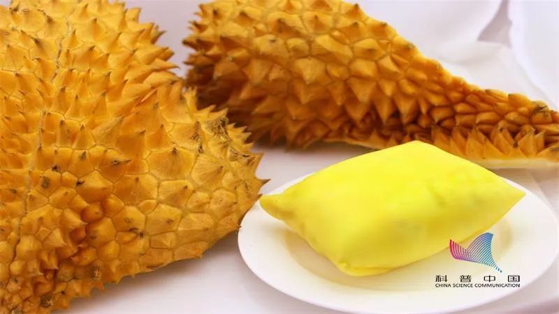 为什么有的榴莲很臭有的榴莲很香,为什么说榴莲闻着臭吃着香