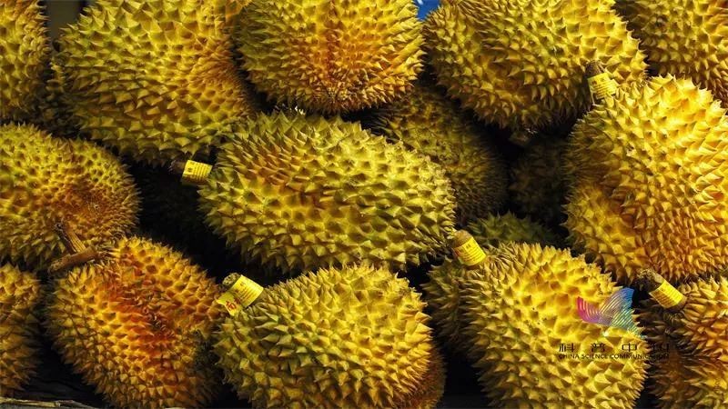 为什么有的榴莲很臭有的榴莲很香,为什么说榴莲闻着臭吃着香