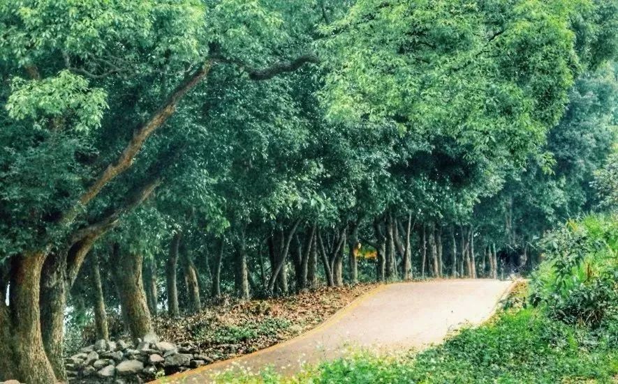 重阳节除了登高敬老还有什么习俗,重阳节适合哪里登高