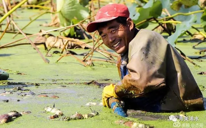 「浠世美文」巴河莲藕甜又香
