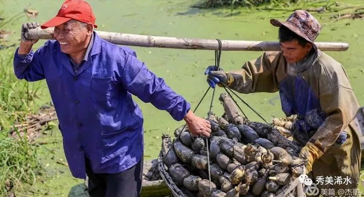「浠世美文」巴河莲藕甜又香