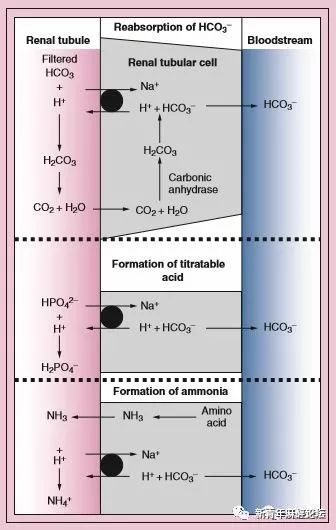 如何做好血气分析结果判读？教程来了……