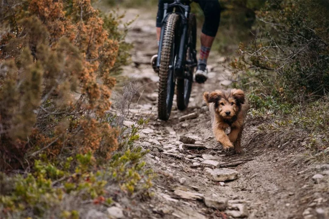 24款山地车推荐性价比之王,2024款12速山地车推荐