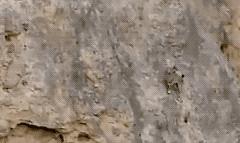 作为内蒙人，山羊这么牛的生物，竟然不了解？