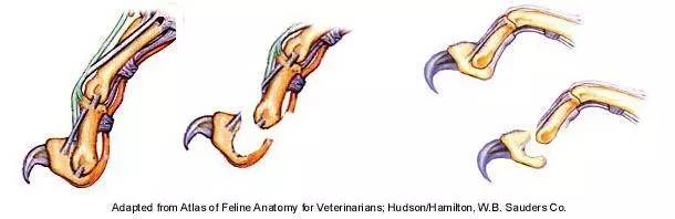 猫肉垫怎么护理,猫肉垫经常出现什么问题
