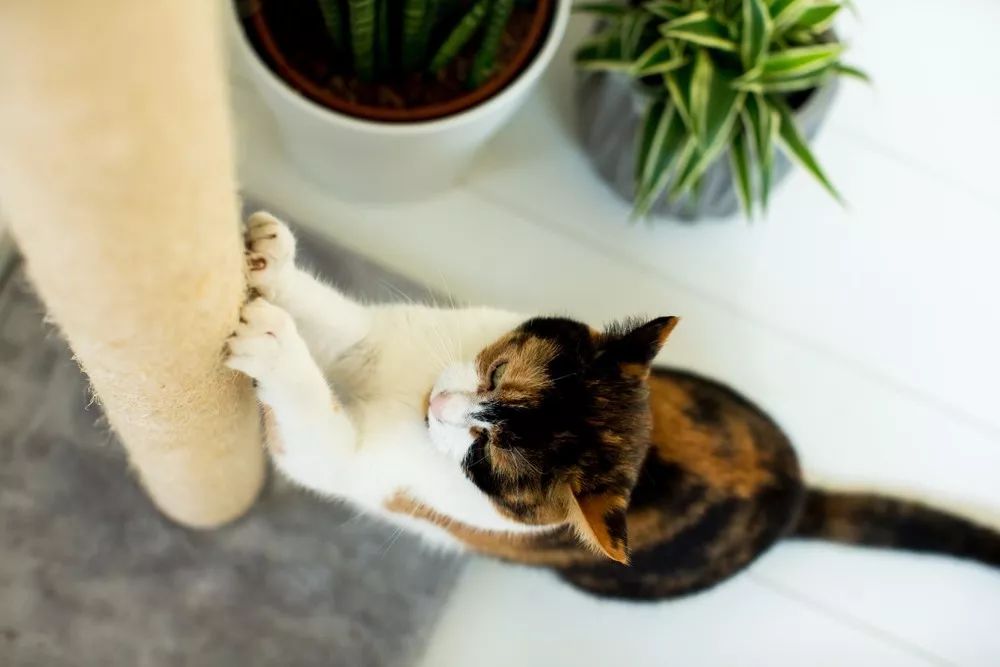 猫肉垫怎么护理,猫肉垫经常出现什么问题