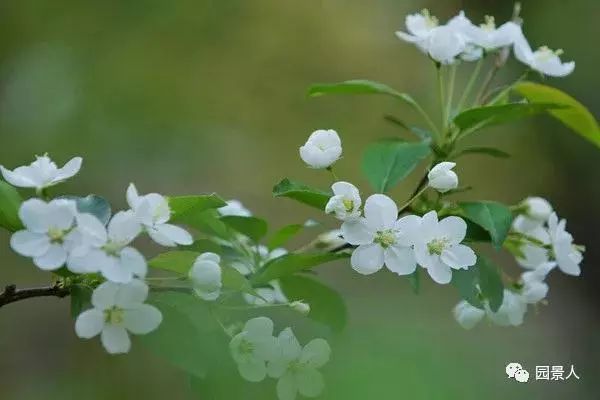 做园林需要学什么,做园林去哪里学习