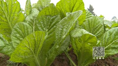 大足魅力中国城,魅力中国城有何用