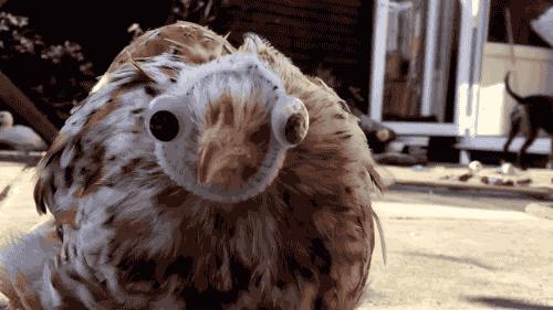 什么草可以让鸡下蛋,鸡吃什么草才能每天下蛋