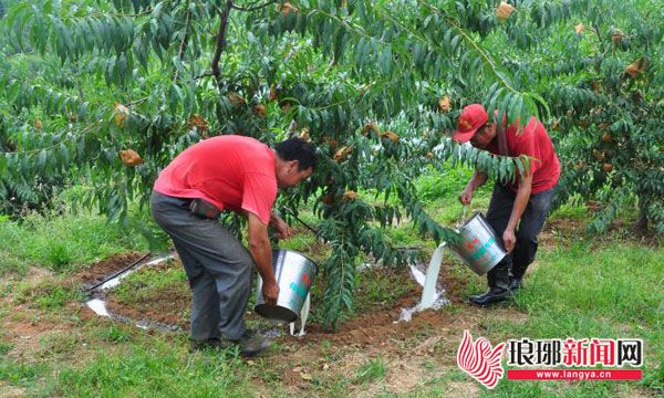 临沂全面乡村振兴注入强劲动力,临沂市高新区乡村振兴示范